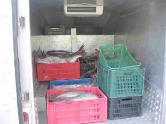 Garda de Coastă a confiscat sute de kilograme de peşte braconat